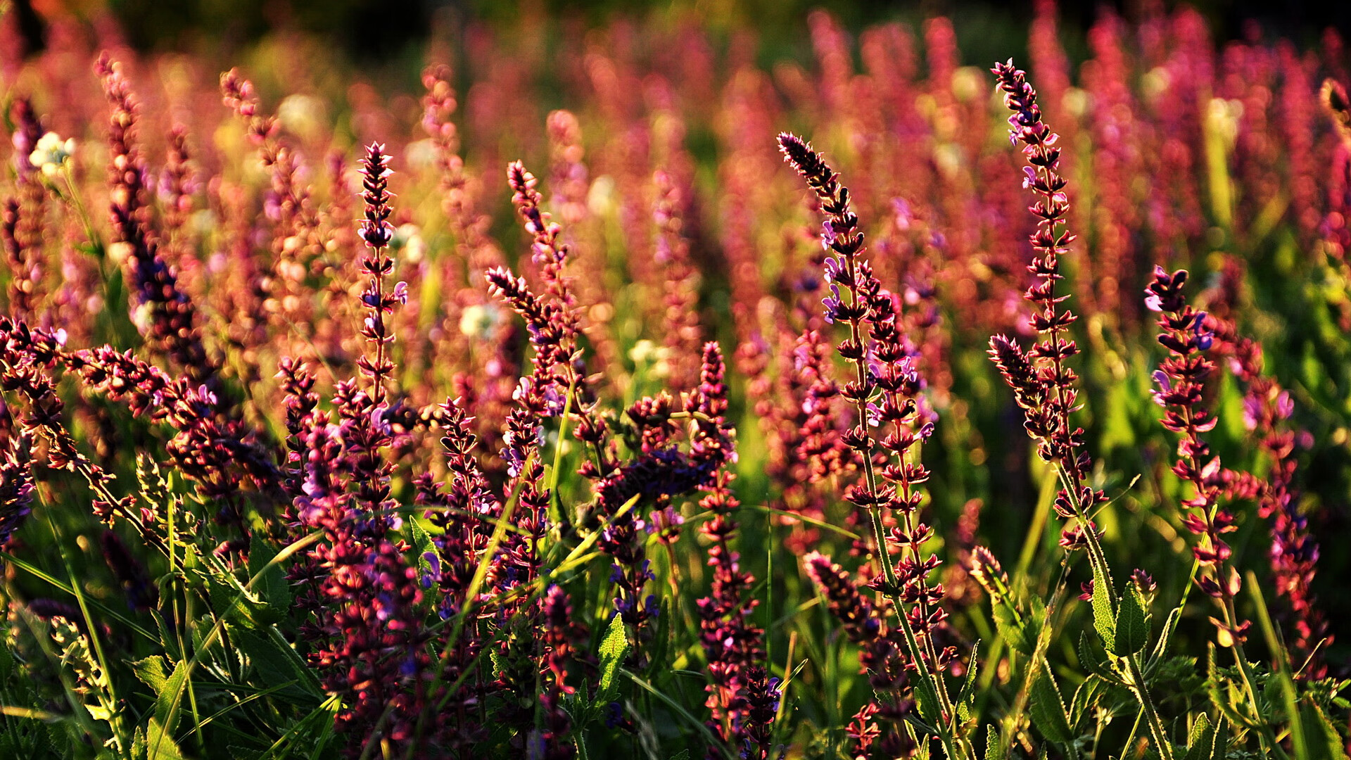 无声的利刃，奥亚尔萨瓦尔如何撕碎世界排名的虚伪外衣？