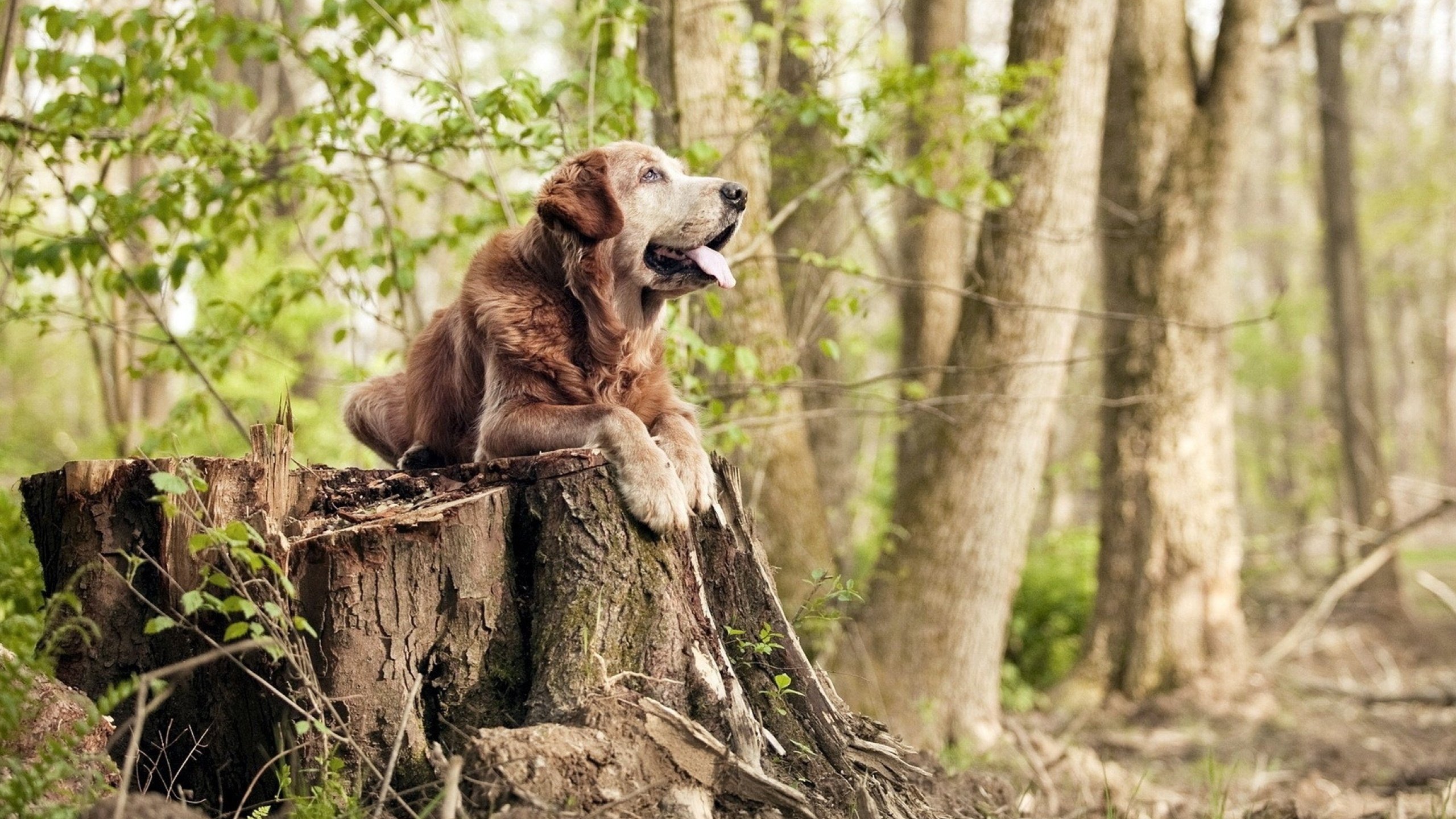 开云平台-铁闸锁蓝黑，新王登基，法国防线教科书法则与迪亚斯的纪录之夜