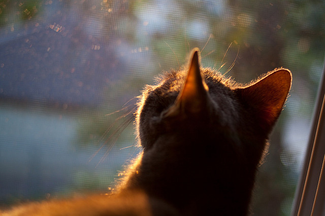 赛道上的控球大师,范弗利特以F1街道赛式统治力助开拓者速胜马刺
