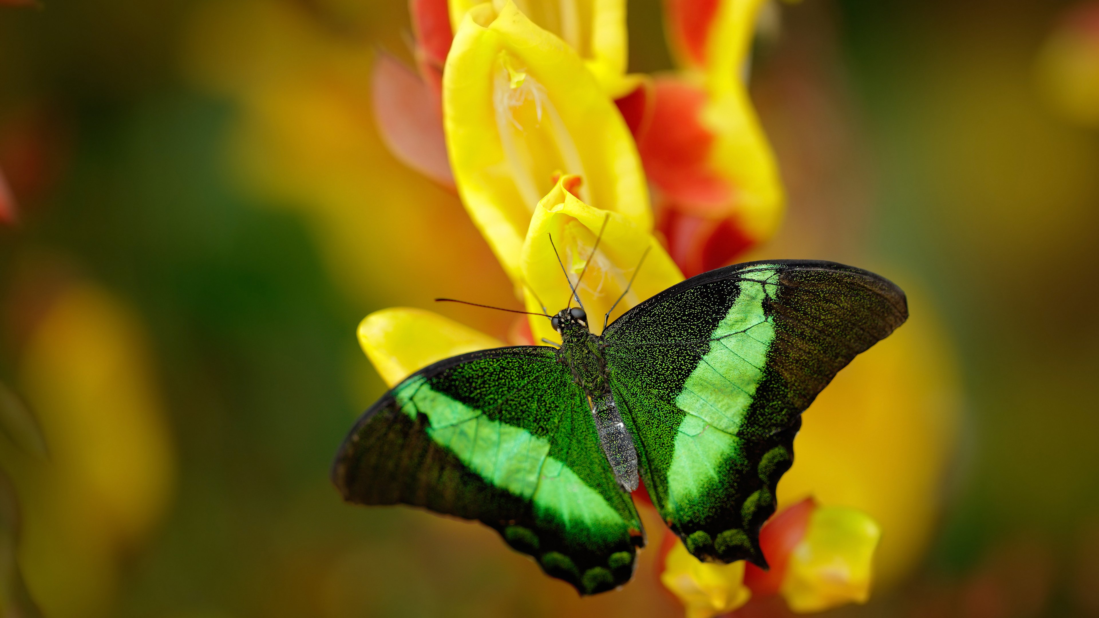 布伦森执教首秀献教科书级战术，广厦力克吉林取开门红