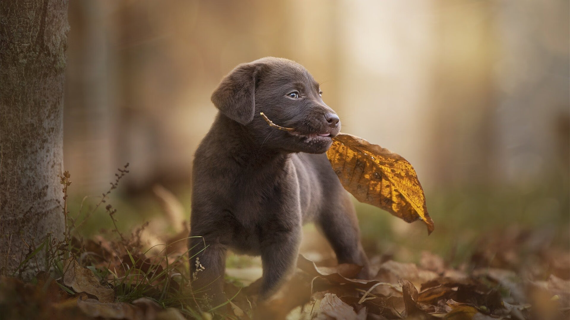 詹姆斯掌控比赛交响乐，当奇才与灰熊的对决沦为王者棋局