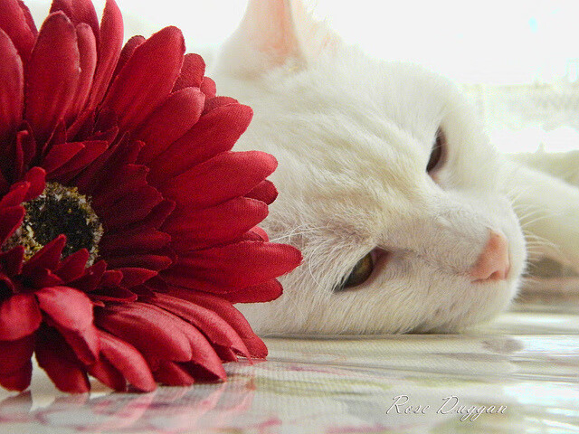 美加墨世界杯阴影下的篮球博弈,独行侠如何用足球思维完成对公牛的战术绞杀