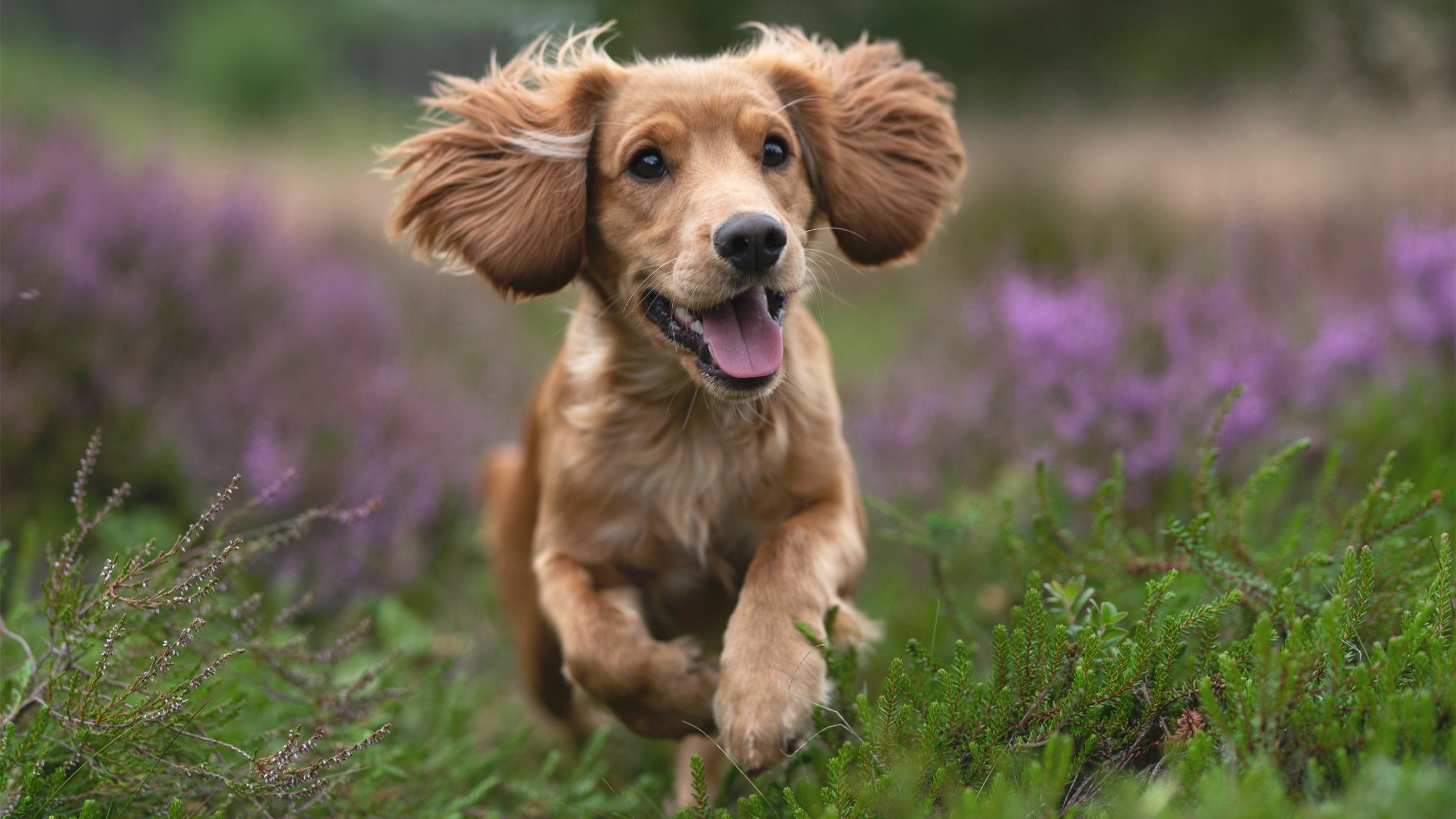 开云体育官网-决胜时刻，维斯塔潘的终局超车与字母哥的冠军之跃