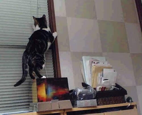 巅峰对决,上海队力克雷霆,小贾伦关键先生定乾坤