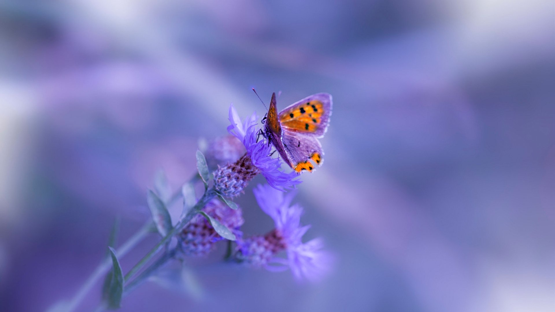 铁血热火焚毁篮网，范弗利特30分定江山