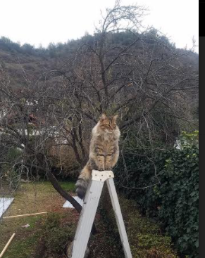 戈贝尔关键先生显神威，辽宁队险胜火箭队