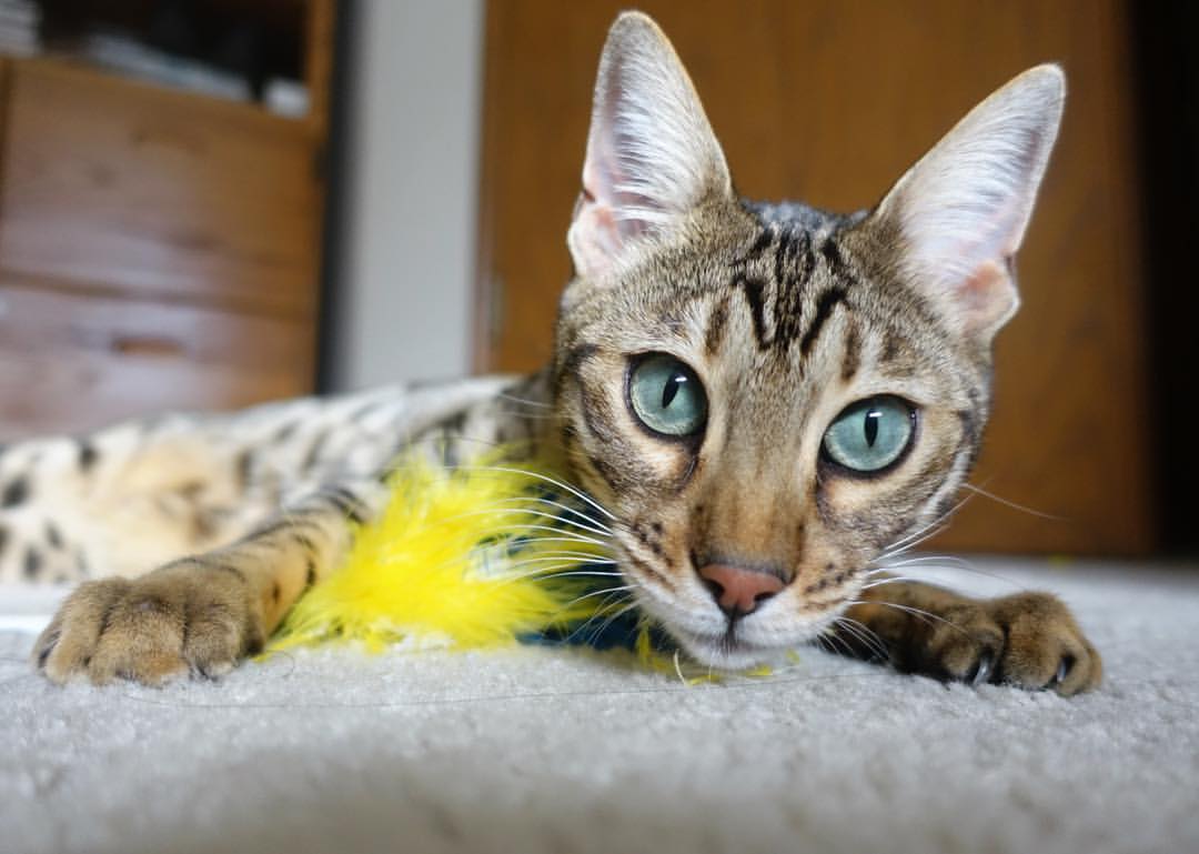 只手擎天！米切尔独木破楼兰，北京淘汰鹈鹕存亡系一人