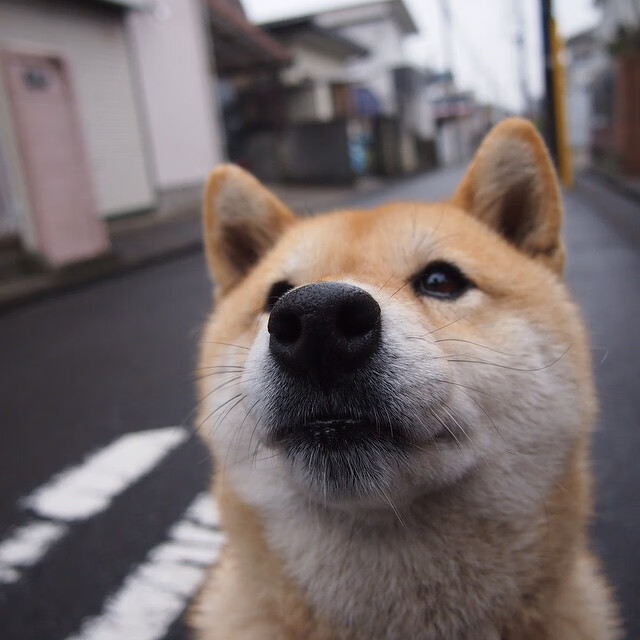 绿茵之上，孤星闪耀，哈兰德在爱德焦点战中完成终极证明
