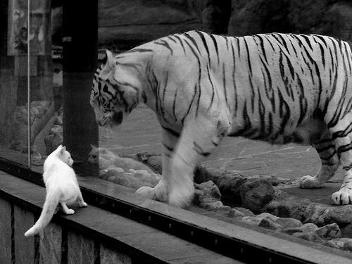 败者的绝唱与赢家的默片，当冷门成为体育最庄严的叙事