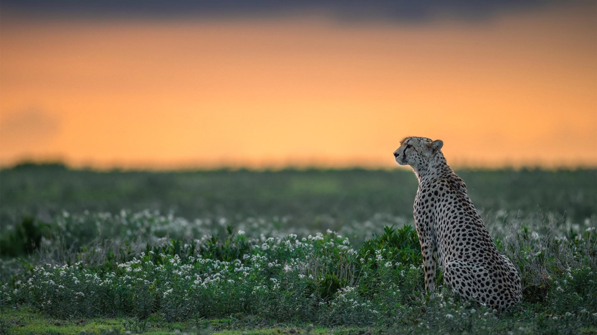 开云体育平台APP-从被质疑到拯救球队，杰伦·格林如何用一记绝杀撕碎活塞的钢铁防线