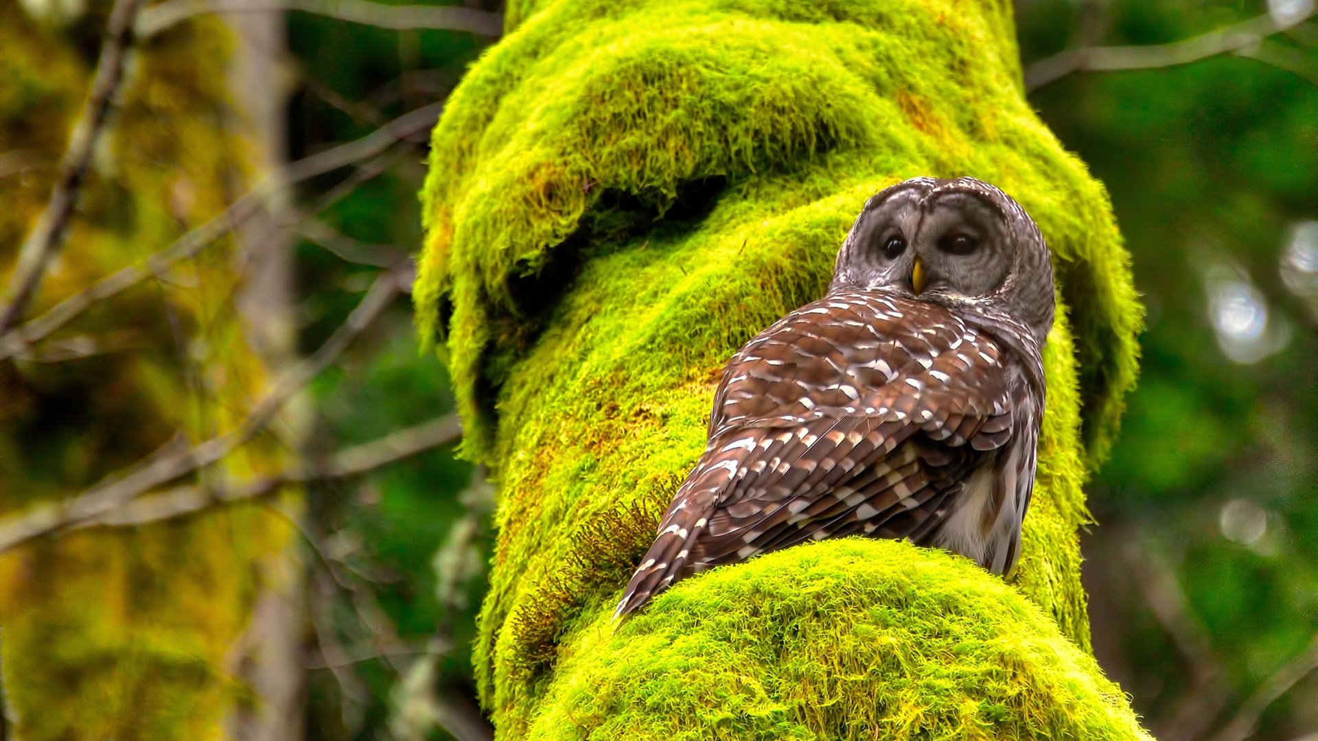 夜色如墨！佩德里化身节奏舵手，引领战舰赢下关键排名战
